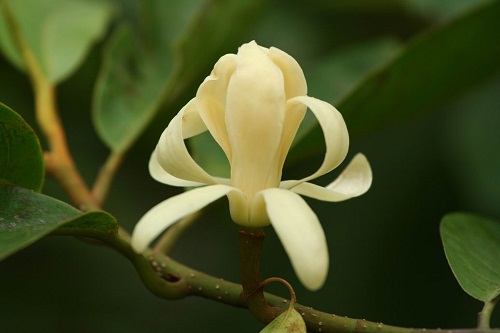 จำปีสิรินธร