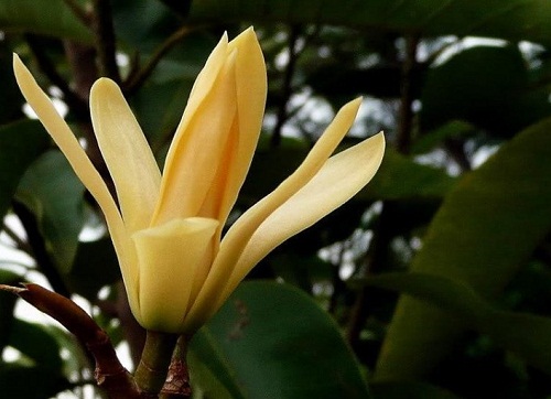 ลักษณะทางพฤกษศาสตร์